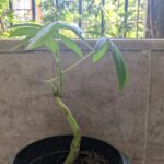 Tillotama Shome Instagram – Some of my Spanish moss died.
I was most upset and I did not have the heart to throw it away. So kept it’s dead remains in a tiny pot.
The sparrows have been busy and visiting me often. Little did I know that they picked up a gift from a tree 15 feet away and dunzo’ed it directly into the Spanish remains.
Growing together.