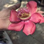 Tillotama Shome Instagram – Cannonball considerations.
Naga-Ling is Talking.
Everything is talking.
Stay calm, Lovelings.
Happy Sunday.