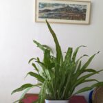 Tillotama Shome Instagram – Living Room Life