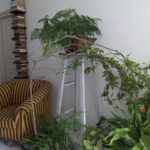 Tillotama Shome Instagram – A Living Room, indeed!!
❤️❤️❤️
There was a time ten years ago when I found it difficult to care for the simplest of plants. COVID became the turning point. The need to learn how to grow, compost, prune, cut out diseased bits…all of it became life lessons.
 I have no experience or a Gardner to take care of them. I got cuttings, bulbs, seeds from all my travels, nothing store bought and talked them into growing with me.
Pruning and preening with them every morning is a joy.
No green thumb just a need to make city living possible.