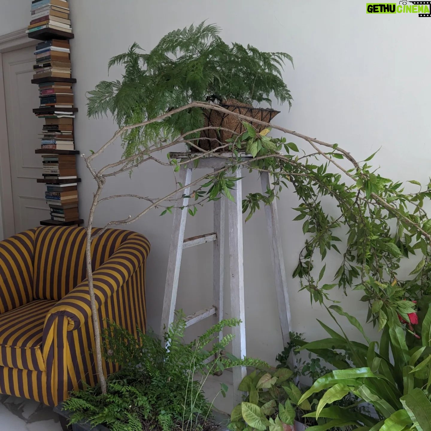 Tillotama Shome Instagram - A Living Room, indeed!! ❤️❤️❤️ There was a time ten years ago when I found it difficult to care for the simplest of plants. COVID became the turning point. The need to learn how to grow, compost, prune, cut out diseased bits...all of it became life lessons. I have no experience or a Gardner to take care of them. I got cuttings, bulbs, seeds from all my travels, nothing store bought and talked them into growing with me. Pruning and preening with them every morning is a joy. No green thumb just a need to make city living possible.