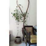 Tillotama Shome Instagram – A Living Room, indeed!!
❤️❤️❤️
There was a time ten years ago when I found it difficult to care for the simplest of plants. COVID became the turning point. The need to learn how to grow, compost, prune, cut out diseased bits…all of it became life lessons.
 I have no experience or a Gardner to take care of them. I got cuttings, bulbs, seeds from all my travels, nothing store bought and talked them into growing with me.
Pruning and preening with them every morning is a joy.
No green thumb just a need to make city living possible.