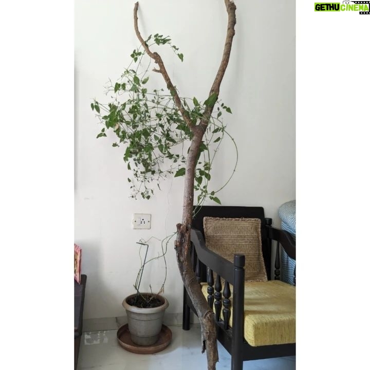 Tillotama Shome Instagram - A Living Room, indeed!! ❤️❤️❤️ There was a time ten years ago when I found it difficult to care for the simplest of plants. COVID became the turning point. The need to learn how to grow, compost, prune, cut out diseased bits...all of it became life lessons. I have no experience or a Gardner to take care of them. I got cuttings, bulbs, seeds from all my travels, nothing store bought and talked them into growing with me. Pruning and preening with them every morning is a joy. No green thumb just a need to make city living possible.
