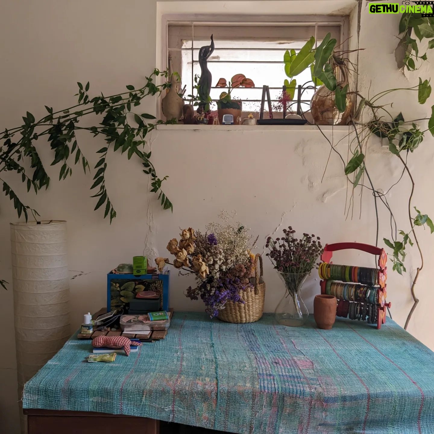 Tillotama Shome Instagram - A Living Room, indeed!! ❤️❤️❤️ There was a time ten years ago when I found it difficult to care for the simplest of plants. COVID became the turning point. The need to learn how to grow, compost, prune, cut out diseased bits...all of it became life lessons. I have no experience or a Gardner to take care of them. I got cuttings, bulbs, seeds from all my travels, nothing store bought and talked them into growing with me. Pruning and preening with them every morning is a joy. No green thumb just a need to make city living possible.