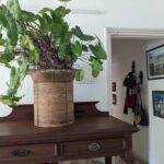 Tillotama Shome Instagram – A Living Room, indeed!!
❤️❤️❤️
There was a time ten years ago when I found it difficult to care for the simplest of plants. COVID became the turning point. The need to learn how to grow, compost, prune, cut out diseased bits…all of it became life lessons.
 I have no experience or a Gardner to take care of them. I got cuttings, bulbs, seeds from all my travels, nothing store bought and talked them into growing with me.
Pruning and preening with them every morning is a joy.
No green thumb just a need to make city living possible.