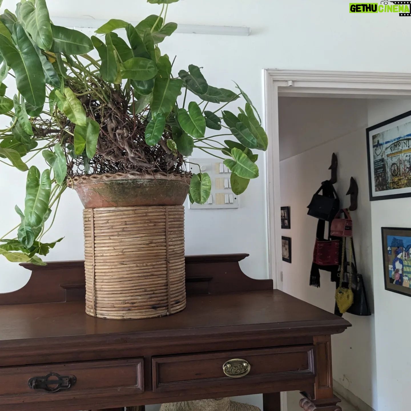 Tillotama Shome Instagram - A Living Room, indeed!! ❤️❤️❤️ There was a time ten years ago when I found it difficult to care for the simplest of plants. COVID became the turning point. The need to learn how to grow, compost, prune, cut out diseased bits...all of it became life lessons. I have no experience or a Gardner to take care of them. I got cuttings, bulbs, seeds from all my travels, nothing store bought and talked them into growing with me. Pruning and preening with them every morning is a joy. No green thumb just a need to make city living possible.