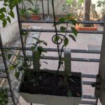 Tillotama Shome Instagram – Our first born chillies!!!
Yay !!
Hanging off a window rail, in a white tiny pot,
With her buddy Cherie Tomat, alone she is not.