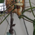 Tillotama Shome Instagram – A man and his monkey friend, both loved wearing hats.
Beeswax miniatures made by my friend Pablo and they are hanging from a plant above my study table.
Pablo got to meet my charming pappa in law, Howard and tried on his 35 year old Stetson. How things thrive, when you take good care of them, both people and things.
Happy Sunday!
Happy Vishu. Shubho Nobo borsho. Happy Baisakh!!