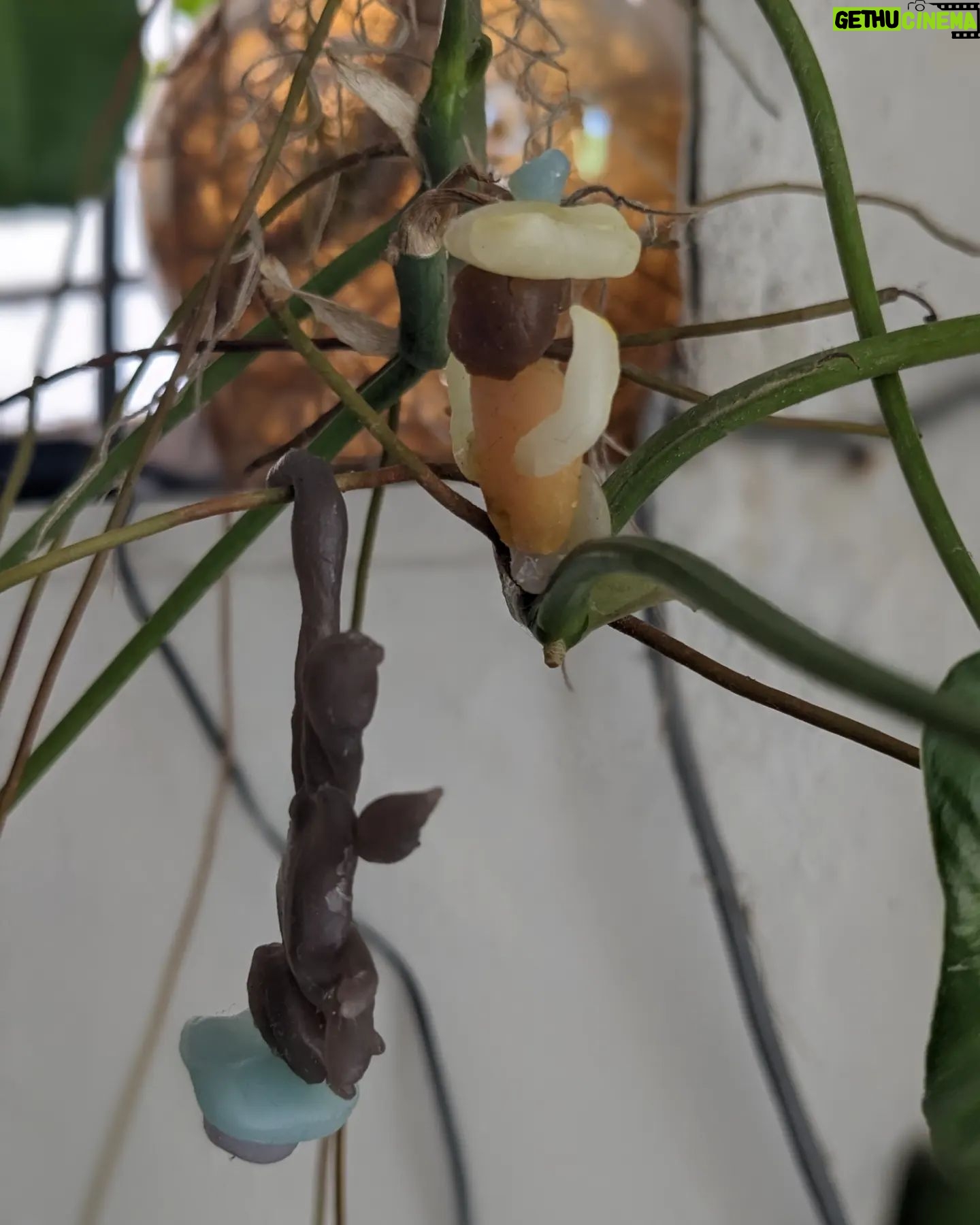 Tillotama Shome Instagram - A man and his monkey friend, both loved wearing hats. Beeswax miniatures made by my friend Pablo and they are hanging from a plant above my study table. Pablo got to meet my charming pappa in law, Howard and tried on his 35 year old Stetson. How things thrive, when you take good care of them, both people and things. Happy Sunday! Happy Vishu. Shubho Nobo borsho. Happy Baisakh!!