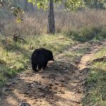 Tillotama Shome Instagram - Bear It Up. The before and after of spotting my very first Sloth bear at Satpura National park @forsythlodge We were told many a times the sheer power of this animal. But nothing prepares you for it's pure strength, the sway of its walk. Cute, no that's not the adjective.