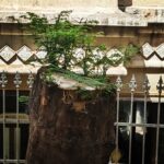 Tillotama Shome Instagram – Trees are amazing.
Such a brutal blow and 
Yet it continues to grow.
When I am nervous,
I look at trees. 
Find your treee
Talk to your tree.
Today. Tomorrow.