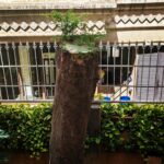 Tillotama Shome Instagram – Trees are amazing.
Such a brutal blow and 
Yet it continues to grow.
When I am nervous,
I look at trees. 
Find your treee
Talk to your tree.
Today. Tomorrow.