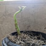 Tillotama Shome Instagram - Some of my Spanish moss died. I was most upset and I did not have the heart to throw it away. So kept it's dead remains in a tiny pot. The sparrows have been busy and visiting me often. Little did I know that they picked up a gift from a tree 15 feet away and dunzo'ed it directly into the Spanish remains. Growing together.