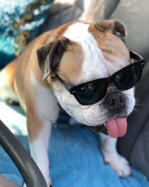 Tina Majorino Instagram - Stanley Reginald Majorino… you are everything to me. The center of my world, the wholeness of my heart. Thank you for blessing my life, and for choosing me to be your mama. It’s my honor. I love you my sweetest pea. 👑🇬🇧❤️ #InternationalStanDay #WeStanStan #InternationalDogDay #VivaLaStanny