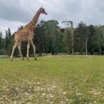 Tiziri Digne Instagram - Family time ☀️ Petite escapade au @safarithoiry les enfants ont adoré ! On a passé la nuit avec les loups 🐺(cf dernière vidéo) et la journée dans le zoo à la rencontre des animaux, plus ou moins sympas (cf avant dernière vidéo 😂) !C’était une expérience formidable en famille que je vous recommande vivement ! ❤️ #sortieenfamille #famille #family #thoiry #nuitimmersive #hebergementinsolite #zoothoiry