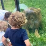 Tiziri Digne Instagram - Family time ☀️ Petite escapade au @safarithoiry les enfants ont adoré ! On a passé la nuit avec les loups 🐺(cf dernière vidéo) et la journée dans le zoo à la rencontre des animaux, plus ou moins sympas (cf avant dernière vidéo 😂) !C’était une expérience formidable en famille que je vous recommande vivement ! ❤️ #sortieenfamille #famille #family #thoiry #nuitimmersive #hebergementinsolite #zoothoiry