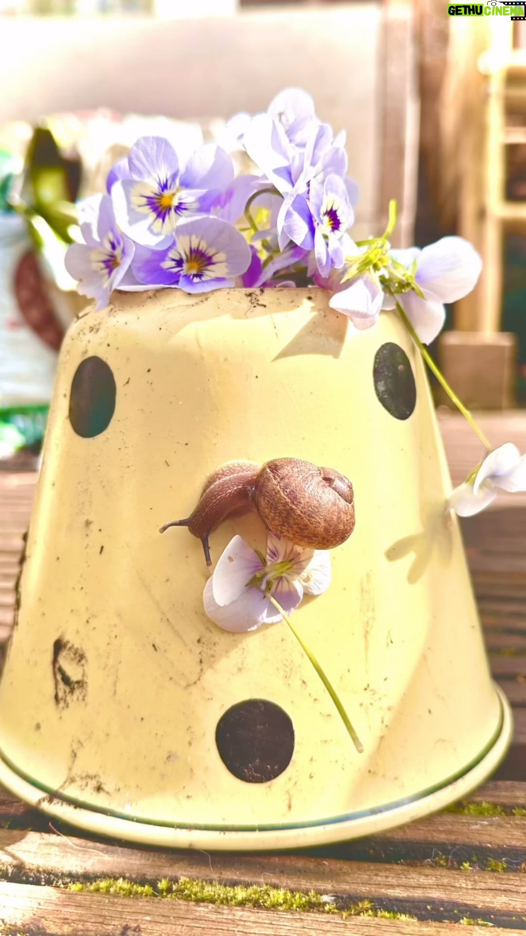 Tjitske Reidinga Instagram - Slakmatig waren het geen gemakkelijke weken 😳🐌😱#Tjitskestuin#wemakenerwatvan#snailandgardenart2024🐌#slakken#snailart