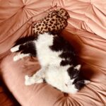 Tjitske Reidinga Instagram – Relax deel 2 😽