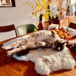 Tjitske Reidinga Instagram – Relax …..😽
