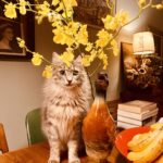 Tjitske Reidinga Instagram – Lekker slapen voor straks …
