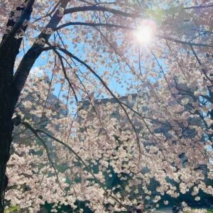 Tomoka Kurokawa Instagram - ♡
セントラルパークの桜🌸
ウェディングドレス姿の方や家族写真を撮っている方も見かけました📸✨
ニューヨークは街中が春モードになってきています🌷
🌏
#黒川智花のNY珍道中
#智花inNY
#nyc
#NewYork
#ニューヨーク生活
#桜
#cherryblossom
#centralpark
#pilgrimhill
#spring
