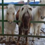 Tracey E. Bregman Instagram - A year and a half ago my friend , @csgrimaldi called me saying that the rescue he was at in Montana was closing down and they needed a place for ‘the boys’ How could I say no? They have been such a wonderful addition to my farm. Everyone here loves to get kisses from them and they are so affectionate and sweet. #adoptdontshop #rescue #rescuehorse #shetlandpony #theboys #malibu #montana