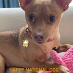 Tracey E. Bregman Instagram - Happy National dog rescue day #nationalrescuedogday #rescue #adoptdontshop #happy #love #family #rescuedogsofinstagram 🐕❤️ @deityanimalrescue @worldpawz