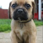 Tracie Thoms Instagram - My baby!! I can’t believe you’re 11. It seems like we just met, and yet, you keep teaching me things about myself and the world. I’m so honored to be your mama. Happy birthday, #BabyJameson You’re the absolute best. #Puggle #dogsofinstagram