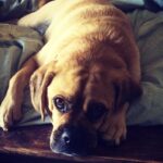 Tracie Thoms Instagram - My baby!! I can’t believe you’re 11. It seems like we just met, and yet, you keep teaching me things about myself and the world. I’m so honored to be your mama. Happy birthday, #BabyJameson You’re the absolute best. #Puggle #dogsofinstagram