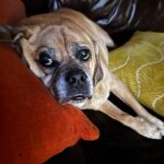 Tracie Thoms Instagram - My baby!! I can’t believe you’re 11. It seems like we just met, and yet, you keep teaching me things about myself and the world. I’m so honored to be your mama. Happy birthday, #BabyJameson You’re the absolute best. #Puggle #dogsofinstagram