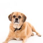 Tracie Thoms Instagram - My baby!! I can’t believe you’re 11. It seems like we just met, and yet, you keep teaching me things about myself and the world. I’m so honored to be your mama. Happy birthday, #BabyJameson You’re the absolute best. #Puggle #dogsofinstagram