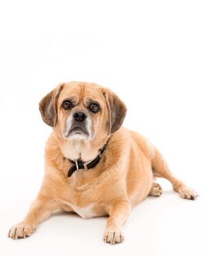 Tracie Thoms Instagram - My baby!! I can’t believe you’re 11. It seems like we just met, and yet, you keep teaching me things about myself and the world. I’m so honored to be your mama. Happy birthday, #BabyJameson You’re the absolute best. #Puggle #dogsofinstagram