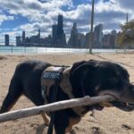 Tracy Spiridakos Instagram – Just a girl, in the city, with a stick. 🐾