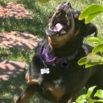 Tracy Spiridakos Instagram – Nala is known for her gracefulness. Scroll right.