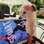 Trinity Bliss Instagram - Levi and I are reading this book again because it turns any “ruff” day into a good one! The leading “man” of this book is Stuart, a fun Boston Terrier, the life of the paw-ty 😉 ! It is often said that we don’t deserve our dogs and Stuart is packed with all the reasons why! Stuart deserves great ap-paws!! 👏 @stuartthenovel