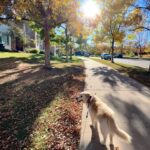 Trista Sutter Instagram - I can’t believe she’s gone. 💔 For 8 years, our Sophie Bear, low-rider Golden, silly butt mutt, good girl, presh Sophes gave us an unconditional love unlike any other. She wouldn’t leave your side if you were sick, was always up for an adventure, welcomed you home with pure joy and a song, and was grateful for every belly scratch, play date, face smush in the snow, bird/chipmunk/squirrel chase, visit to the treat closet, and zoomie session. She was one of the brightest lights of my life and although I’m feeling all the sad/angry/confused/disbelief feels, I’m trying to focus on that light and how blessed we are that we got to call her our fur baby. I love you Soph. ❤️ Rest in peace, sweet baby. 👼🏼 #heartbroken #sophiebear