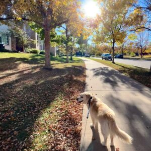 Trista Sutter Instagram - I can’t believe she’s gone. 💔
For 8 years, our Sophie Bear, low-rider Golden, silly butt mutt, good girl, presh Sophes gave us an unconditional love unlike any other. 
She wouldn’t leave your side if you were sick, was always up for an adventure, welcomed you home with pure joy and a song, and was grateful for every belly scratch, play date, face smush in the snow, bird/chipmunk/squirrel chase, visit to the treat closet, and zoomie session. She was one of the brightest lights of my life and although I’m feeling all the sad/angry/confused/disbelief feels, I’m trying to focus on that light and how blessed we are that we got to call her our fur baby. 
I love you Soph. ❤️
Rest in peace, sweet baby. 👼🏼 
#heartbroken #sophiebear
