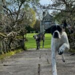 Trudie Styler Instagram - Spike and Finch are full of the joys of spring! After what feels like the longest wettest winter, we can start to enjoy the colours and scents of an English country garden and appreciate nature’s cyclic beauty. Every jubilant bark under a clear blue sky is a lesson in how to find the joy in each moment. 🐾
