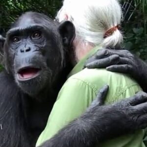 Trudie Styler Instagram - Happy Birthday dear Jane 
Love from this grateful biped 
#GoodAllDay

Repost @gabriele.corno: Last Hug
Jane Goodall and her team take the rehabilitated chimpanzee, back into the wild, and he is incredibly thankful to her.