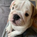 Ulrika Jonsson Instagram – This is Hank Winston Monet.
He arrived a week ago.
Those of you who know me, know I’ve fostered and adopted before. And I will do so again.
I continue to support @theedwardfoundation .
I know getting a puppy isn’t popular with many.
Hank came into my life somewhat unexpectedly and serendipitously.
Adoption will be a part of my life again at some point but this was right for me now.
Welcome Hank.
(Rocanellie Enlightenment)
Leo is being incredibly patient like the king he is.
(Hank has got Winston as his middle name in tribute to our late friend @winstonandbentley ❤️)