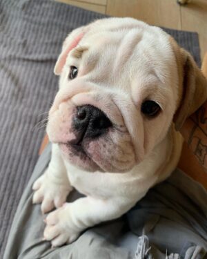 Ulrika Jonsson Instagram - This is Hank Winston Monet.
He arrived a week ago.

Those of you who know me, know I’ve fostered and adopted before. And I will do so again.
I continue to support @theedwardfoundation .

I know getting a puppy isn’t popular with many.
Hank came into my life somewhat unexpectedly and serendipitously.

Adoption will be a part of my life again at some point but this was right for me now.

Welcome Hank.
(Rocanellie Enlightenment)

Leo is being incredibly patient like the king he is.

(Hank has got Winston as his middle name in tribute to our late friend @winstonandbentley ❤️)