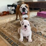 Ulrika Jonsson Instagram – This is Hank Winston Monet.
He arrived a week ago.
Those of you who know me, know I’ve fostered and adopted before. And I will do so again.
I continue to support @theedwardfoundation .
I know getting a puppy isn’t popular with many.
Hank came into my life somewhat unexpectedly and serendipitously.
Adoption will be a part of my life again at some point but this was right for me now.
Welcome Hank.
(Rocanellie Enlightenment)
Leo is being incredibly patient like the king he is.
(Hank has got Winston as his middle name in tribute to our late friend @winstonandbentley ❤️)