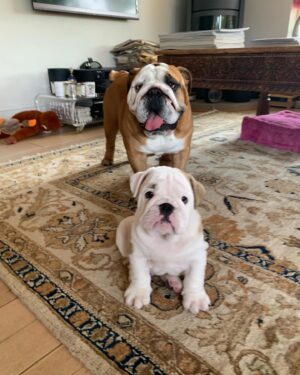 Ulrika Jonsson Instagram - This is Hank Winston Monet.
He arrived a week ago.

Those of you who know me, know I’ve fostered and adopted before. And I will do so again.
I continue to support @theedwardfoundation .

I know getting a puppy isn’t popular with many.
Hank came into my life somewhat unexpectedly and serendipitously.

Adoption will be a part of my life again at some point but this was right for me now.

Welcome Hank.
(Rocanellie Enlightenment)

Leo is being incredibly patient like the king he is.

(Hank has got Winston as his middle name in tribute to our late friend @winstonandbentley ❤️)