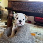 Ulrika Jonsson Instagram – This is Hank Winston Monet.
He arrived a week ago.
Those of you who know me, know I’ve fostered and adopted before. And I will do so again.
I continue to support @theedwardfoundation .
I know getting a puppy isn’t popular with many.
Hank came into my life somewhat unexpectedly and serendipitously.
Adoption will be a part of my life again at some point but this was right for me now.
Welcome Hank.
(Rocanellie Enlightenment)
Leo is being incredibly patient like the king he is.
(Hank has got Winston as his middle name in tribute to our late friend @winstonandbentley ❤️)