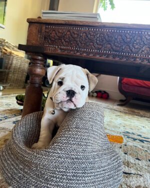 Ulrika Jonsson Instagram - This is Hank Winston Monet.
He arrived a week ago.

Those of you who know me, know I’ve fostered and adopted before. And I will do so again.
I continue to support @theedwardfoundation .

I know getting a puppy isn’t popular with many.
Hank came into my life somewhat unexpectedly and serendipitously.

Adoption will be a part of my life again at some point but this was right for me now.

Welcome Hank.
(Rocanellie Enlightenment)

Leo is being incredibly patient like the king he is.

(Hank has got Winston as his middle name in tribute to our late friend @winstonandbentley ❤️)