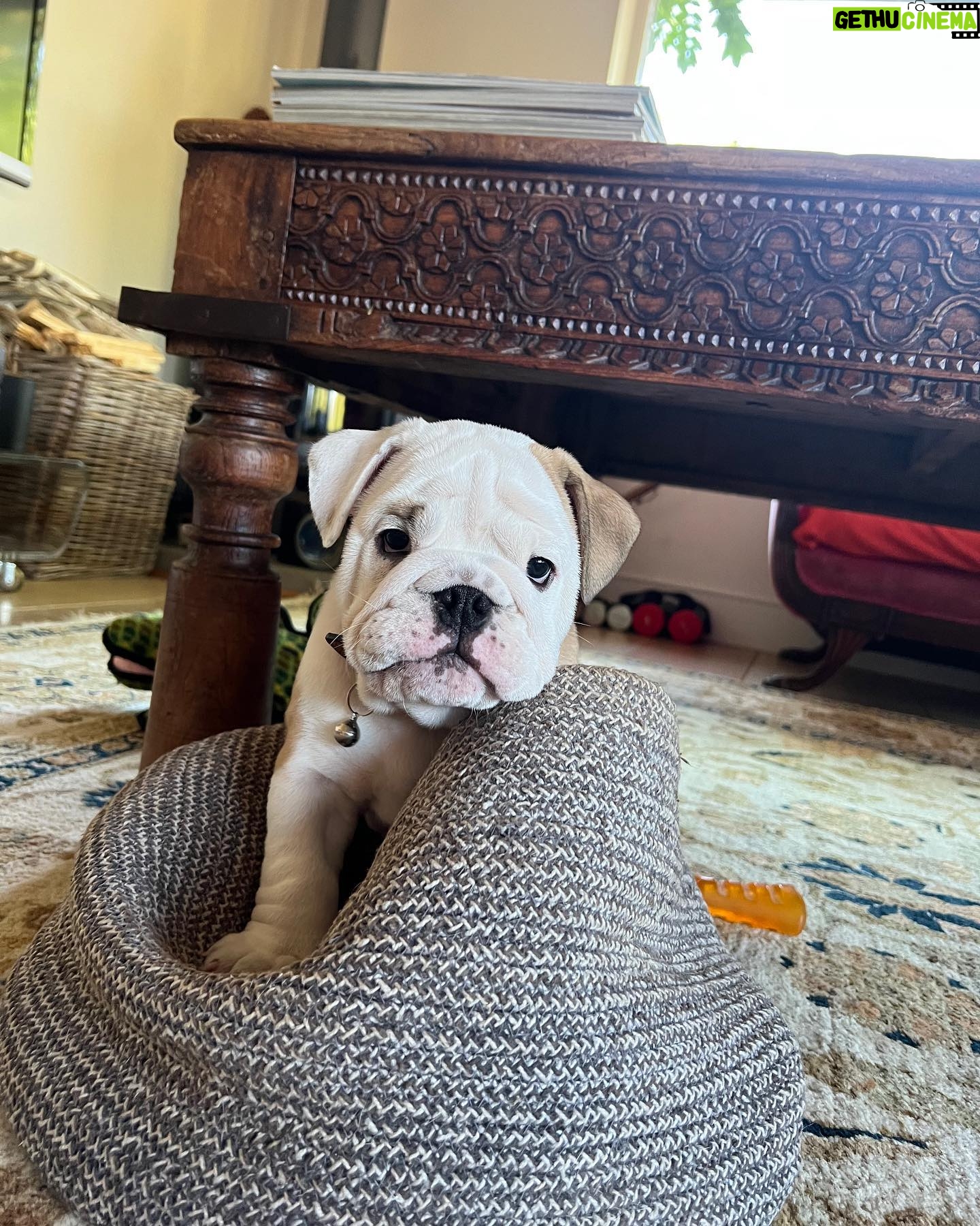 Ulrika Jonsson - 12.6K Likes - This is Hank Winston Monet.
He arrived a week ago.
Those of you who know me, know I’ve fostered and adopted before. And I will do so again.
I continue to support @theedwardfoundation .
I know getting a puppy isn’t popular with many.
Hank came into my life somewhat unexpectedly and serendipitously.
Adoption will be a part of my life again at some point but this was right for me now.
Welcome Hank.
(Rocanellie Enlightenment)
Leo is being incredibly patient like the king he is.
(Hank has got Winston as his middle name in tribute to our late friend @winstonandbentley ❤️)