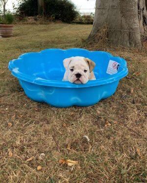 Ulrika Jonsson Instagram - This is Hank Winston Monet.
He arrived a week ago.

Those of you who know me, know I’ve fostered and adopted before. And I will do so again.
I continue to support @theedwardfoundation .

I know getting a puppy isn’t popular with many.
Hank came into my life somewhat unexpectedly and serendipitously.

Adoption will be a part of my life again at some point but this was right for me now.

Welcome Hank.
(Rocanellie Enlightenment)

Leo is being incredibly patient like the king he is.

(Hank has got Winston as his middle name in tribute to our late friend @winstonandbentley ❤️)