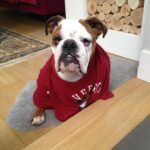 Ulrika Jonsson Instagram - 4yrs ago today we had to let you go, Dexter Babs. You won many battles but it was clear you weren’t going to win the war. You were only 4. “Shoecott’s Peter Pan”, you never got to grow up. But you lived hard and fast. Obsessed with rugby balls; sitting in the driver’s seat and just…..sit; loved Nessie even tho she tried to drown you as a puppy; you loved crazy and thought you were a lab/greyhound cross, cos you ran like the wind; you loved brioche; you loved tug-of-war and brooms. You were physical beyond reproach. A mentalist. And you were a mummy’s boy. Losing you was nearly the end of me. My Prince. With his odd shaped balls. #bulldogs #dexter #notjustadog