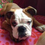 Ulrika Jonsson Instagram - 4yrs ago today we had to let you go, Dexter Babs. You won many battles but it was clear you weren’t going to win the war. You were only 4. “Shoecott’s Peter Pan”, you never got to grow up. But you lived hard and fast. Obsessed with rugby balls; sitting in the driver’s seat and just…..sit; loved Nessie even tho she tried to drown you as a puppy; you loved crazy and thought you were a lab/greyhound cross, cos you ran like the wind; you loved brioche; you loved tug-of-war and brooms. You were physical beyond reproach. A mentalist. And you were a mummy’s boy. Losing you was nearly the end of me. My Prince. With his odd shaped balls. #bulldogs #dexter #notjustadog