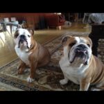 Ulrika Jonsson Instagram - 4yrs ago today we had to let you go, Dexter Babs. You won many battles but it was clear you weren’t going to win the war. You were only 4. “Shoecott’s Peter Pan”, you never got to grow up. But you lived hard and fast. Obsessed with rugby balls; sitting in the driver’s seat and just…..sit; loved Nessie even tho she tried to drown you as a puppy; you loved crazy and thought you were a lab/greyhound cross, cos you ran like the wind; you loved brioche; you loved tug-of-war and brooms. You were physical beyond reproach. A mentalist. And you were a mummy’s boy. Losing you was nearly the end of me. My Prince. With his odd shaped balls. #bulldogs #dexter #notjustadog